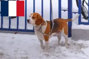 Scopri di più sull'articolo Allevatori di Beagle Harrier e cuccioli in Francia