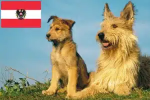 Scopri di più sull'articolo Allevatori e cuccioli di Berger de Picardie in Austria