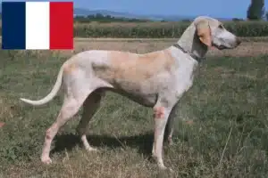 Scopri di più sull'articolo Allevatori di Billy e cuccioli in Francia