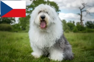 Scopri di più sull'articolo Allevatori di Bobtail e cuccioli in Repubblica Ceca