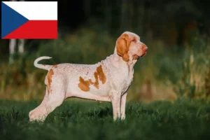 Scopri di più sull'articolo Allevatori di Bracco Italiano e cuccioli in Repubblica Ceca
