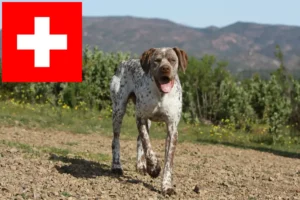 Scopri di più sull'articolo Allevatori di Braque du Bourbonnais e cuccioli in Svizzera