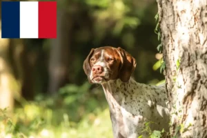 Scopri di più sull'articolo Allevatori e cuccioli di Braque français type Gascogne in Francia