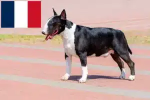 Scopri di più sull'articolo Allevatori di Bull Terrier e cuccioli in Francia