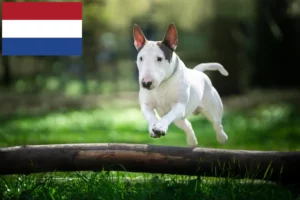 Scopri di più sull'articolo Allevatori di Bull Terrier e cuccioli nei Paesi Bassi