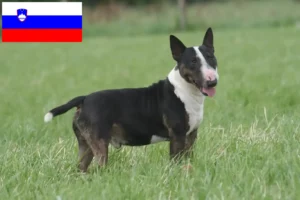 Scopri di più sull'articolo Allevatori di Bull Terrier e cuccioli in Slovenia