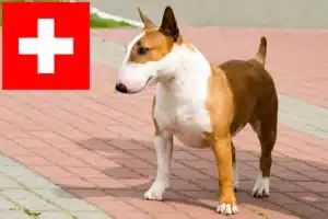 Scopri di più sull'articolo Allevatori di Bull Terrier e cuccioli in Svizzera