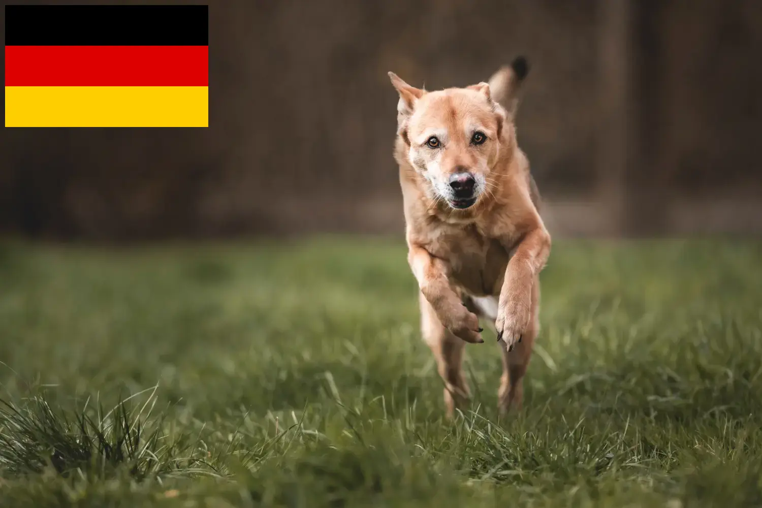 Scopri di più sull'articolo Allevatori di cani Canaan e cuccioli in Germania