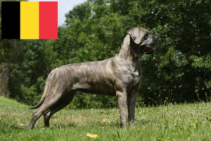 Scopri di più sull'articolo Allevatori di Cane Corso Italiano e cuccioli in Belgio