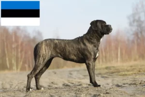 Scopri di più sull'articolo Allevatori di Cane Corso Italiano e cuccioli in Estonia