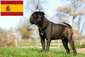 Scopri di più sull'articolo Allevatori e cuccioli di Cane Corso Italiano in Spagna