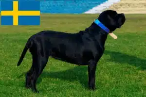 Scopri di più sull'articolo Allevatori di Cane Corso Italiano e cuccioli in Svezia