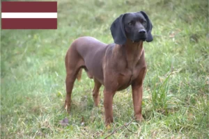 Scopri di più sull'articolo Allevatori e cuccioli di Segugio Bavarese in Lettonia