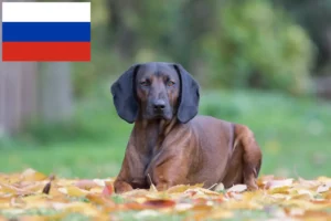 Scopri di più sull'articolo Allevatori di cani da montagna bavaresi e cuccioli in Russia