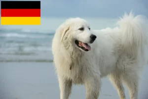 Scopri di più sull'articolo Allevatori di cani da montagna dei Pirenei e cuccioli in Germania