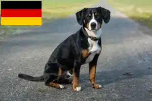 Scopri di più sull'articolo Allevatore di cani da montagna Entlebucher e cuccioli in Germania