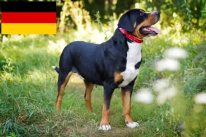 Scopri di più sull'articolo Allevatore di cani da montagna svizzeri di taglia grande e cuccioli in Germania
