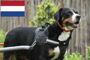 Scopri di più sull'articolo Allevatore di cani da montagna svizzeri e cuccioli nei Paesi Bassi