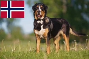 Scopri di più sull'articolo Allevatore di cani da montagna svizzeri e cuccioli in Norvegia