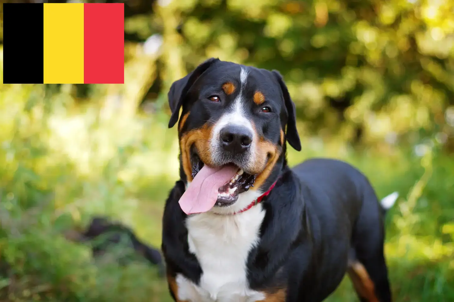 Scopri di più sull'articolo Allevatore di cani da montagna svizzeri e cuccioli in Belgio