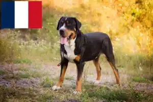 Scopri di più sull'articolo Allevatore di cani da montagna e cuccioli in Francia