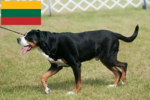 Scopri di più sull'articolo Allevatore di cani da montagna svizzeri di taglia grande e cuccioli in Lituania