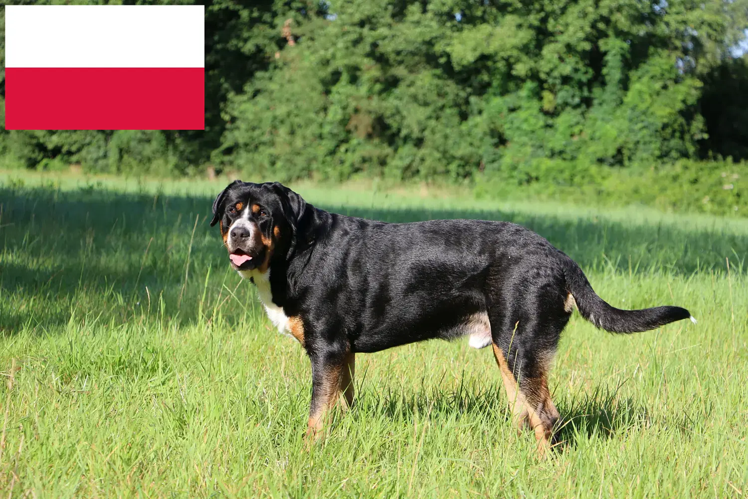 Scopri di più sull'articolo Allevatore di cani da montagna svizzeri e cuccioli in Polonia