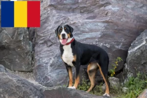 Scopri di più sull'articolo Allevatore di cani da montagna svizzeri e cuccioli in Romania