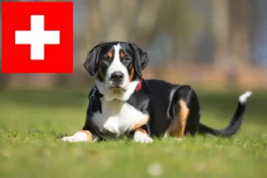 Scopri di più sull'articolo Allevatore di cani da montagna svizzeri di taglia grande e cuccioli in Svizzera