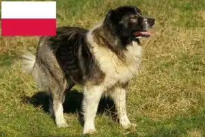 Scopri di più sull'articolo Allevatore di cani da pastore del Caucaso e cuccioli in Polonia