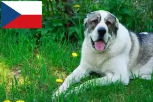 Scopri di più sull'articolo Allevatore di cani da pastore dell’Asia centrale e cuccioli in Repubblica Ceca