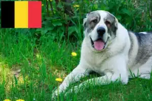 Scopri di più sull'articolo Allevatore di cani da pastore dell’Asia centrale e cuccioli in Belgio