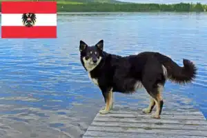 Scopri di più sull'articolo Allevatori di cani da renna lapponi e cuccioli in Austria
