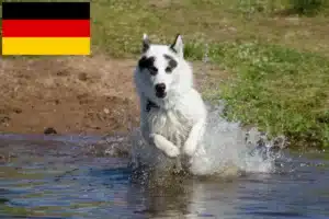Scopri di più sull'articolo Allevatore di cani eschimesi canadesi e cuccioli in Germania