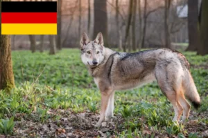 Scopri di più sull'articolo Allevatori di cani lupo cecoslovacchi e cuccioli in Germania