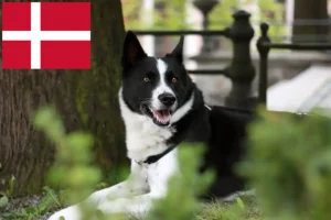 Scopri di più sull'articolo Allevatori di cani orso careliano e cuccioli in Danimarca