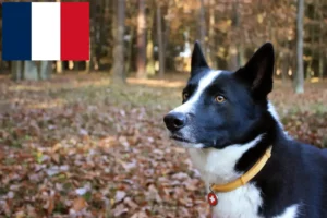 Scopri di più sull'articolo Allevatori di cani da orso careliano e cuccioli in Francia