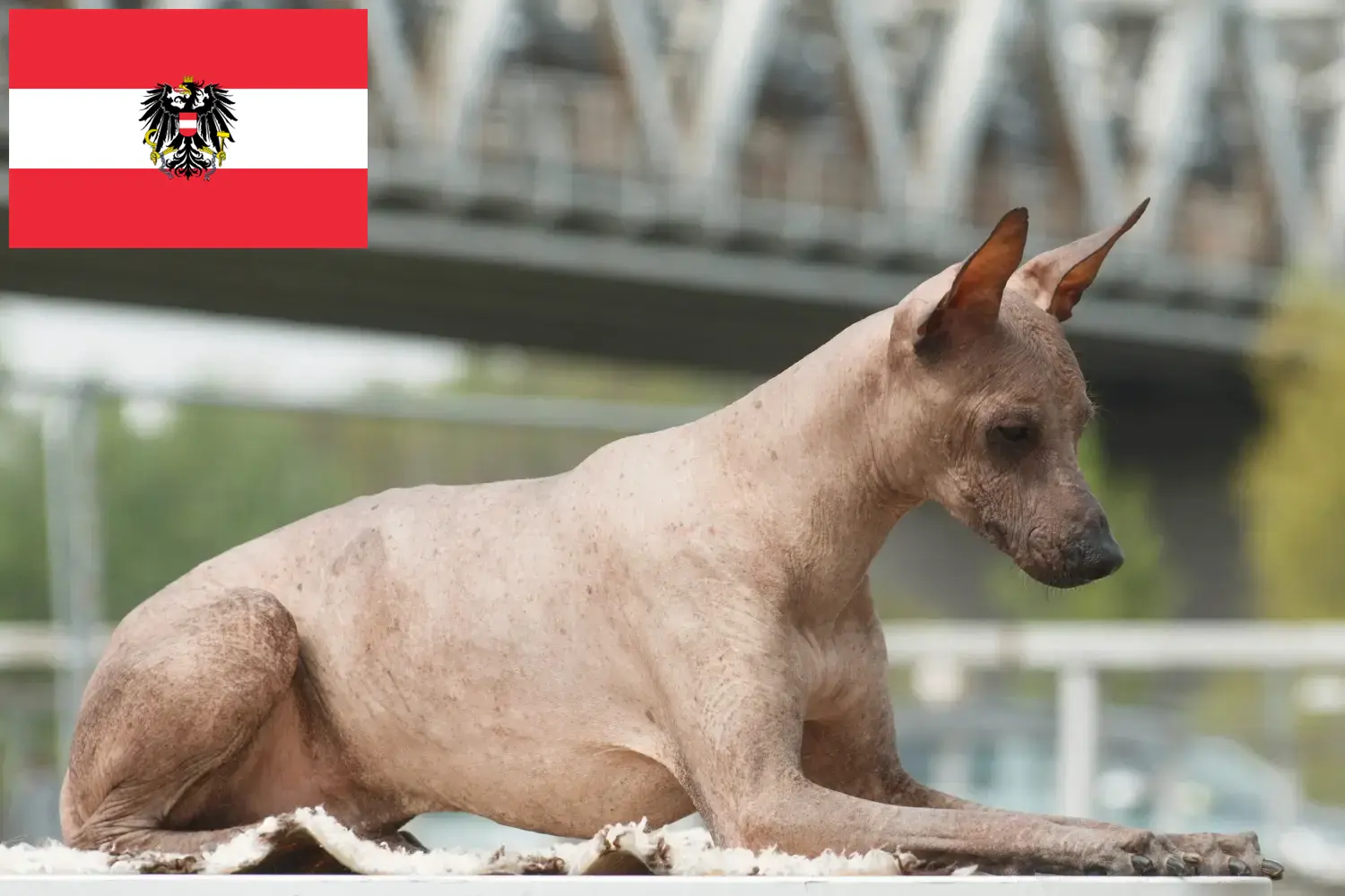 Scopri di più sull'articolo Allevatore di cani senza pelo peruviani e cuccioli in Austria
