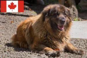 Scopri di più sull'articolo Allevatori di Cão Da Serra Da Estrela e cuccioli in Canada