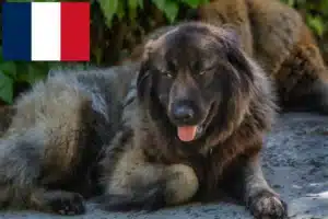 Scopri di più sull'articolo Allevatori di Cão Da Serra Da Estrela e cuccioli in Francia