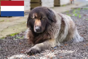 Scopri di più sull'articolo Allevatori di Cão Da Serra Da Estrela e cuccioli in Olanda