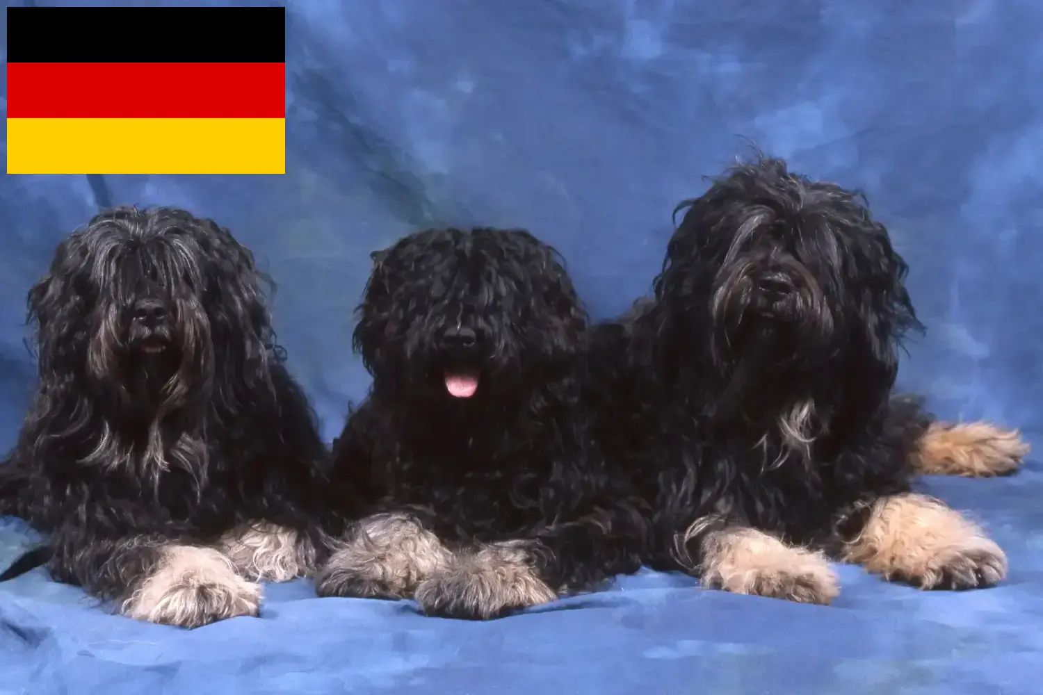 Cani e cuccioli di Cão da Serra de Aires e allevatori Germania Qui potete trovare gli allevatori di Cão da Serra de Aires in Germania.