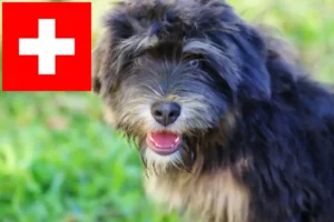 Scopri di più sull'articolo Allevatori di Cão da Serra de Aires e cuccioli in Svizzera