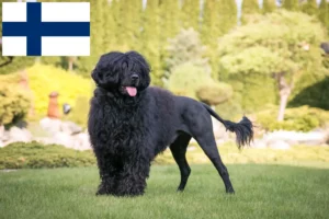 Scopri di più sull'articolo Allevatori di Cão de Agua português e cuccioli in Finlandia