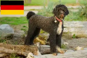 Scopri di più sull'articolo Allevatori di Cão de Agua português e cuccioli in Germania