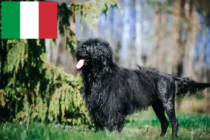 Scopri di più sull'articolo Cão de Agua português allevamenti e cuccioli in Italia