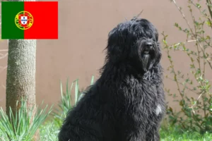 Scopri di più sull'articolo Allevatori di Cão de Agua português e cuccioli in Portogallo