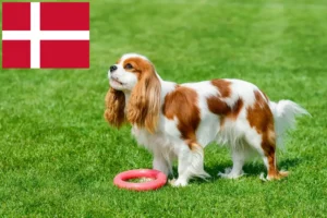 Scopri di più sull'articolo Allevatori di Cavalier King Charles Spaniel e cuccioli in Danimarca