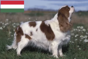 Scopri di più sull'articolo Allevatori di Cavalier King Charles Spaniel e cuccioli in Ungheria