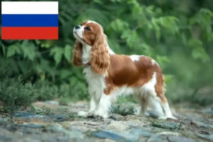 Scopri di più sull'articolo Allevatori di Cavalier King Charles Spaniel e cuccioli in Russia